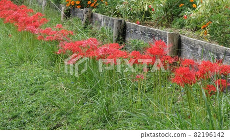 Red spider lily in a row 2 Stock Photo 82196142 PIXTA