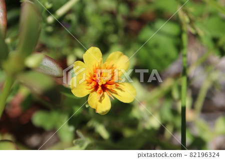 Yellow Portulaca flower taken with a macro lens 82196324