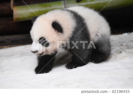 小灰熊貓 小灰熊貓 82196435