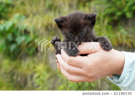 Stray cat rust pattern mom and four cute kittens Stray cat rust pattern mom and four cute kittens 82196530