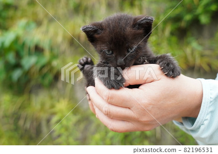 Stray cat rust pattern mom and four cute kittens Stray cat rust pattern mom and four cute kittens 82196531