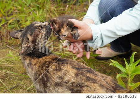Stray cat rust pattern mom and four cute kittens 82196538