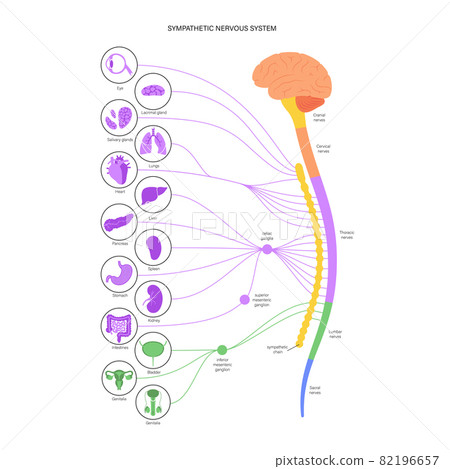 Symphathetic nervous system 82196657