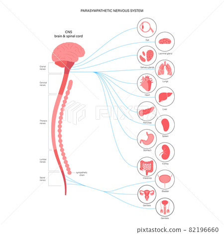 Parasympathetic nervous system 82196660