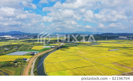 Golden field 82196704