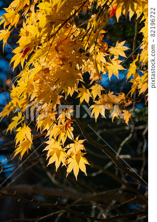 Yellow leaf maple leaf Yellow leaf maple leaf 82196722