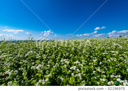 風景圖像·蕎麥麵(由新潟縣小家谷市山本山高原拍攝) 風景圖像·蕎麥麵(由新潟縣小家谷市山本山高原拍攝) 82196970