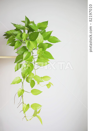 Golden pothos Epipremnum aureum Bunting Lime hanging plant on shelf 82197010