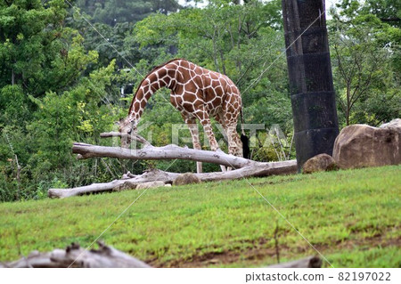 長頸鹿吃的食物 82197022