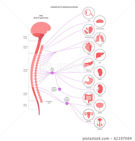 Symphathetic nervous system 82197084