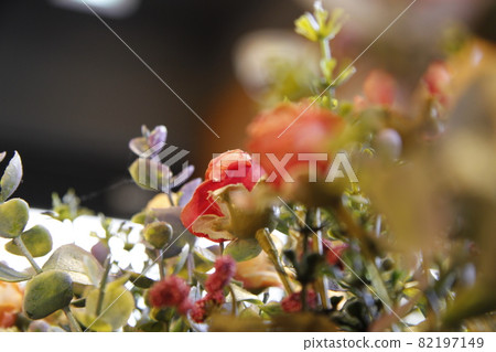 a plant, plant, Flower 82197149