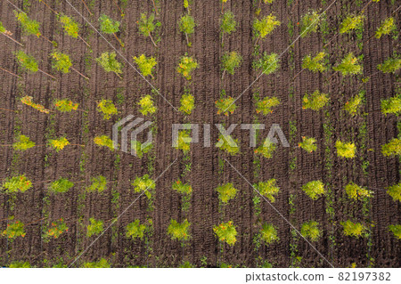 Aerial view of rows of trees in a tree nursery 82197382