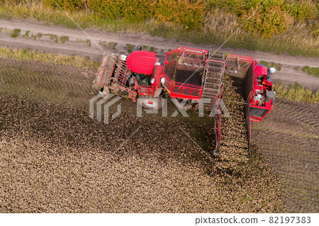 Combine harvester harvests sugar beet  82197383