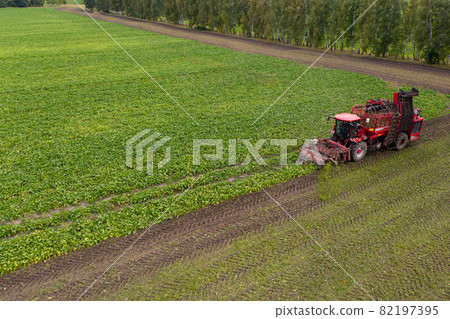 Combine harvester harvests sugar beet  82197395
