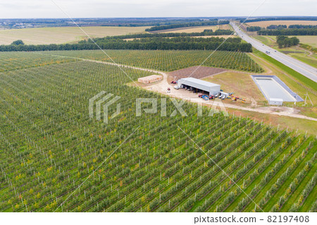 Aerial view of apple orchard Aerial view of apple orchard 82197408