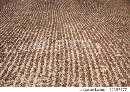 Watermelon seeds drying in sun 82197577