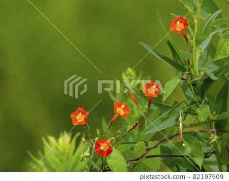 Marvallou的花朵 82197609