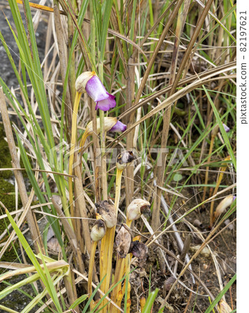 Nambangisel flowers 82197621