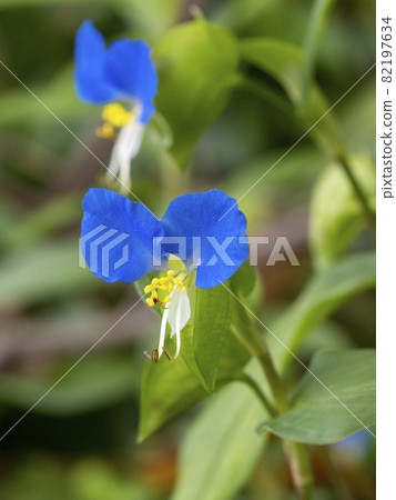 Flower of tunita Flower of tunita 82197634