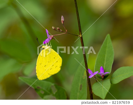 棲息在植物上的 Eurema 鋸齒 棲息在植物上的 Eurema 鋸齒 82197659