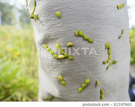 Alechinus bitohagi fruit on trousers 82197663