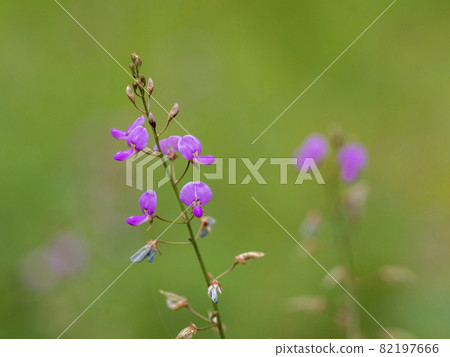 Flower of Alecidnus bali 82197666