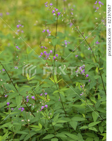 Flower of Alecidnus bali 82197667