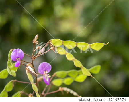 Alecidnus甲蟲花和果子 82197674