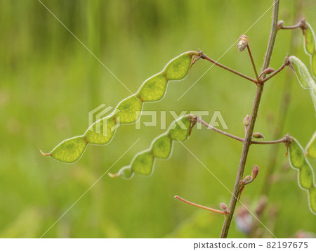 The fruit of Alecidopsis haigi 82197675