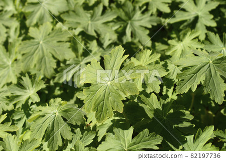 Rock cranesbill Rock cranesbill 82197736