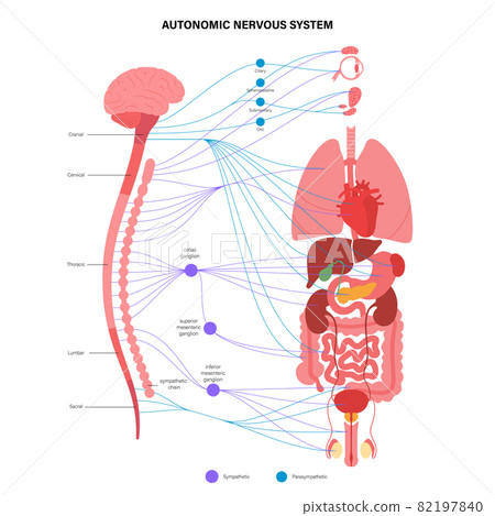 Autonomic nervous system 82197840