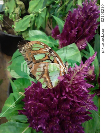 A beautifull butterfly on a purple flower A beautifull butterfly on a purple flower 82198250