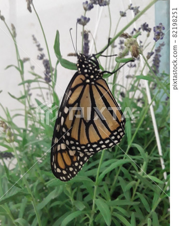 A beautifull monarch butterfly A beautifull monarch butterfly 82198251