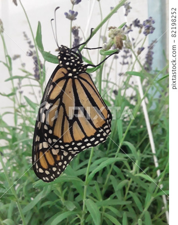 A gorgeous monarch butterfly A gorgeous monarch butterfly 82198252