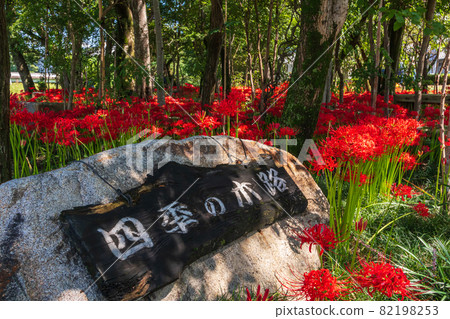 Peaceful forest, full bloom Higanbana <Motosu City, Gifu Prefecture> Peaceful forest, full bloom Higanbana <Motosu City, Gifu Prefecture> 82198253