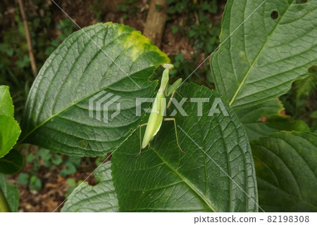 White-tailed Mantis 82198308