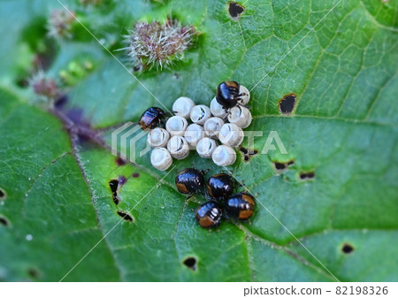 臭蟲卵和孵化的幼蟲 臭蟲卵和孵化的幼蟲 82198326