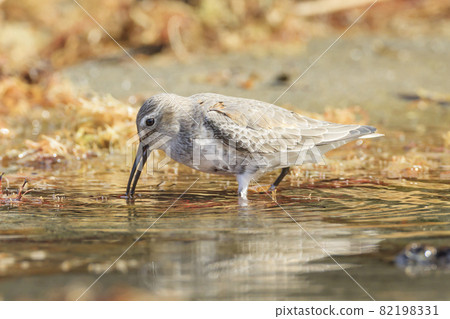 途中在日本的沙灘上尋找食物的鄧林 82198331