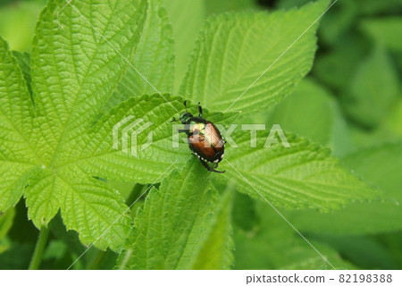 Japanese beetle on the leaf 82198388