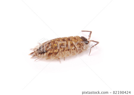 Woodlice (Porcellio scaber) isolated Woodlice (Porcellio scaber) isolated 82198424