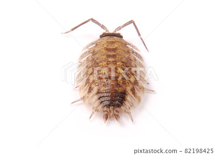 Woodlice (Porcellio scaber) isolated Woodlice (Porcellio scaber) isolated 82198425