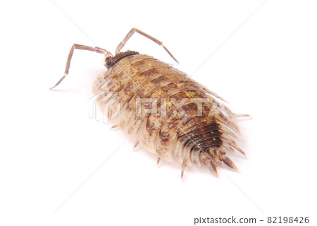 Woodlice (Porcellio scaber) isolated Woodlice (Porcellio scaber) isolated 82198426
