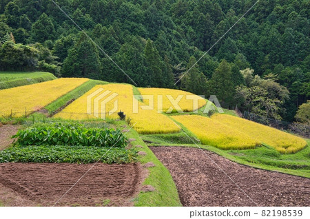 Field scenery in Yugashima area, autumn << Izu City >> 82198539