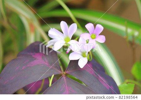 酢漿草（紫舞） 82198564