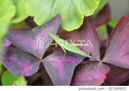 Grasshopper on purple leaves 82198903