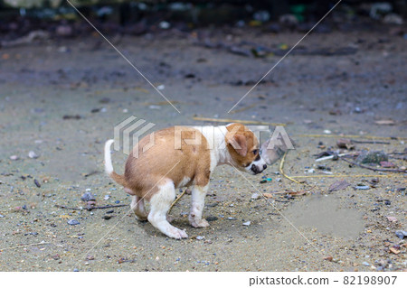 The baby brown thai puppy is sit down and cute in garden The baby brown thai puppy is sit down and cute in garden 82198907