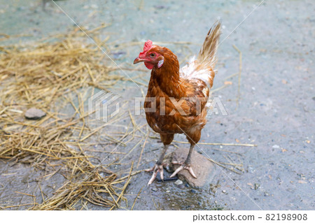 The Rhode Island red hen is stay and relax in asia farm garden The Rhode Island red hen is stay and relax in asia farm garden 82198908