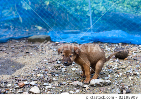The baby brown thai puppy is sit down and cute in garden The baby brown thai puppy is sit down and cute in garden 82198909