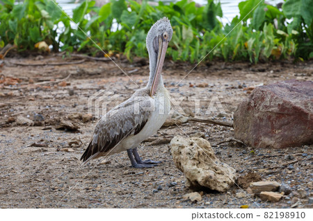 The great pelican bird is rest near the river The great pelican bird is rest near the river 82198910