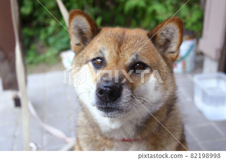 Shiba Inu staring at something 82198998